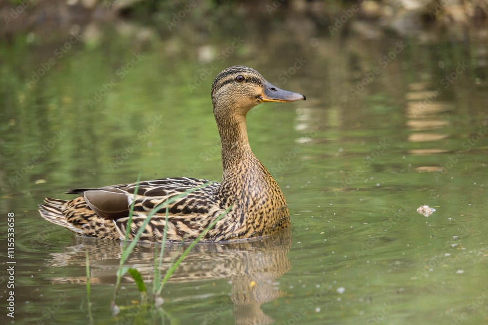 Stockente Stockente