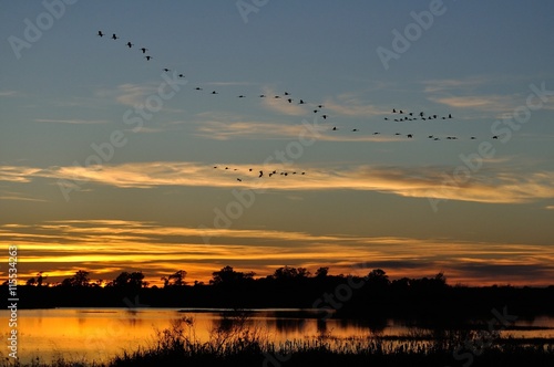Silhouettes of Sandhill Cranes Flying After Sunset