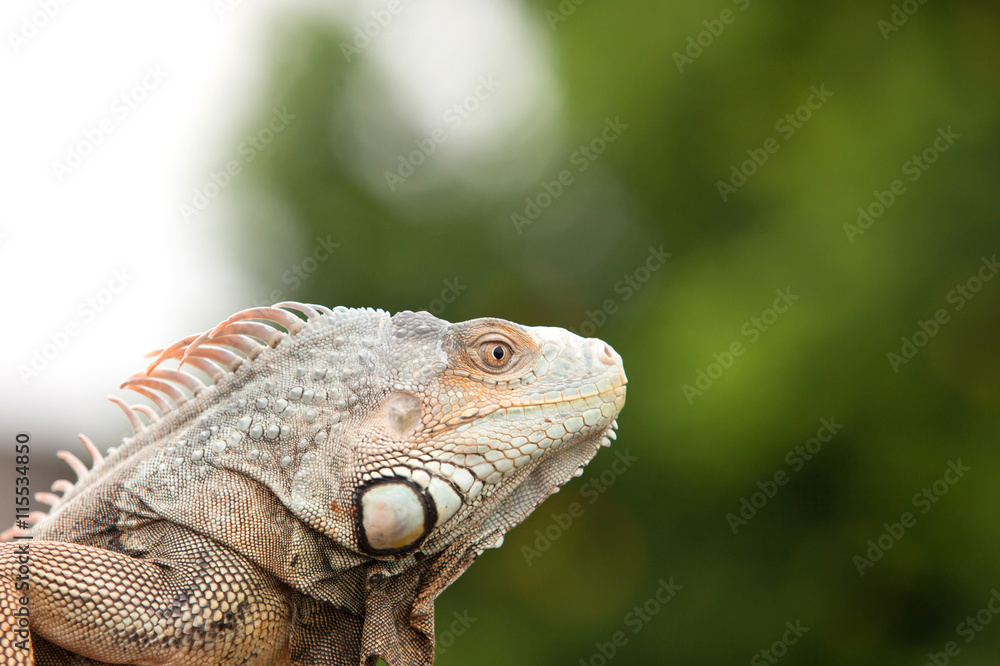 Fototapeta premium Profile of an iguana