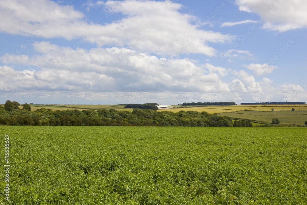yorkshire wolds pea fields