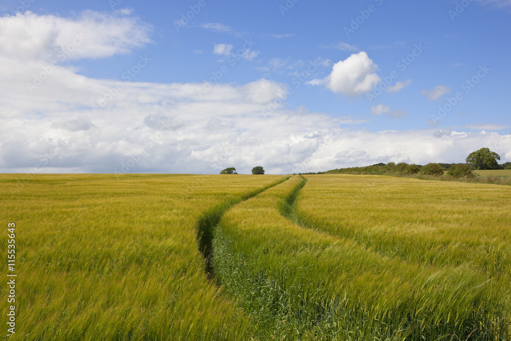 Fototapeta premium ripening barley field