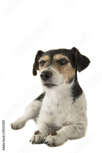 Gehorsamer Jack Russell Terrier