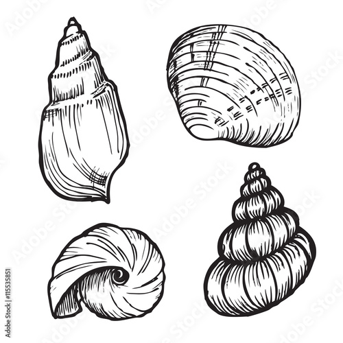 sea shells set