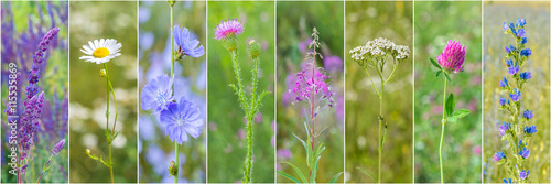 collection of medicinal wild flowers in a frame