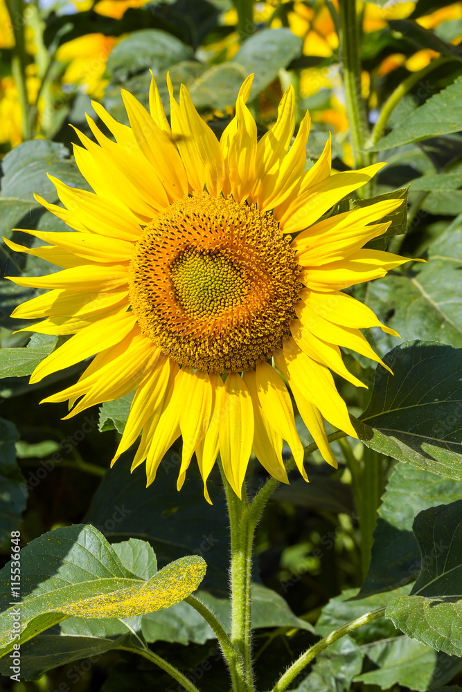 Fototapeta premium Huge flower sunflower.
