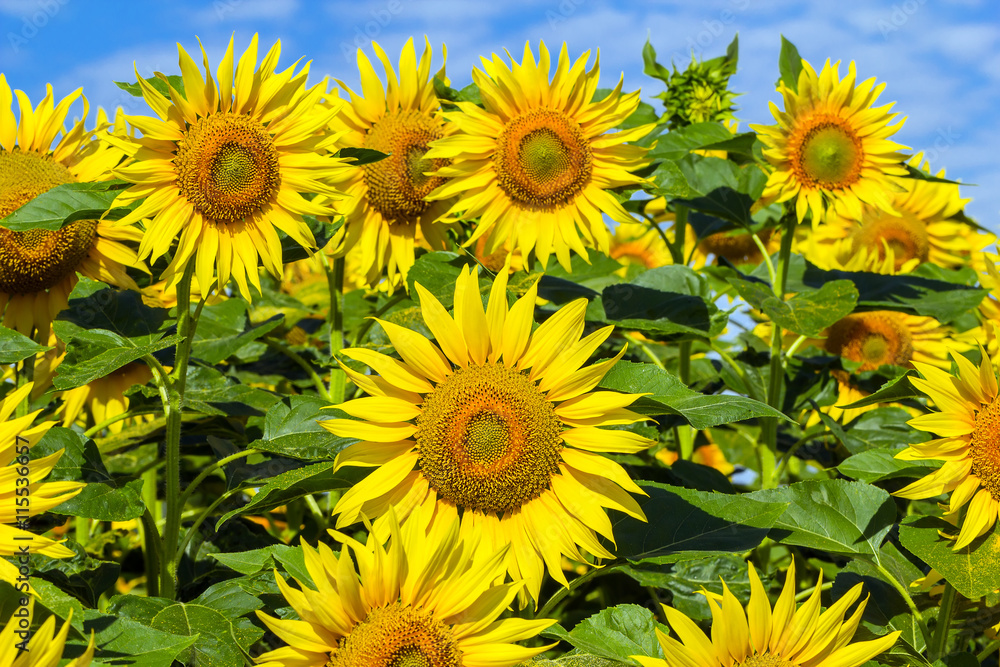 Field of with blooming sunflowers. Field of with blooming sunflowers.