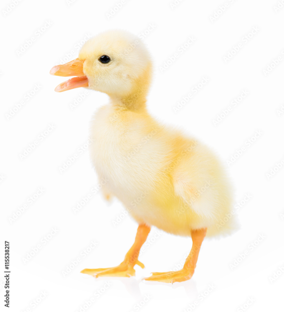 Cute domestic duckling, isolated on white background Cute domestic duckling, isolated on white background