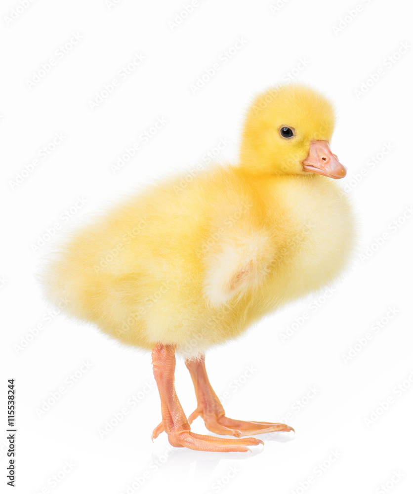 Cute little newborn gosling, isolated on a white background Cute little newborn gosling, isolated on a white background