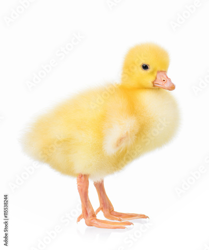 Cute little newborn gosling, isolated on a white background