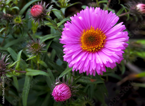 Bright pink asters flower and small buds on the background of lush greenery