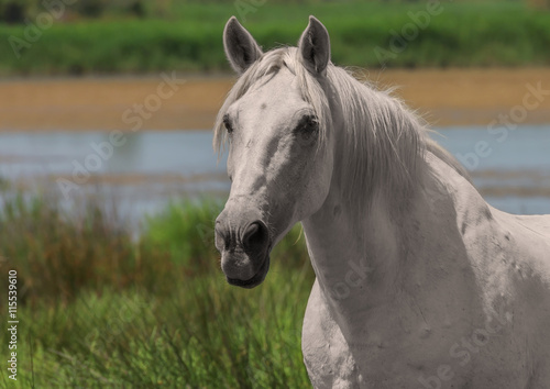 Beautiful white or light gray horse at the lagoon of Camargue reserve, Bouches-du-rhone region, south France