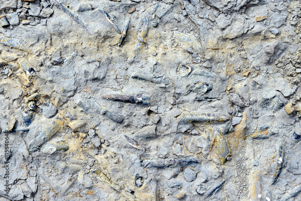 Fototapeta premium fossilized Belemnite