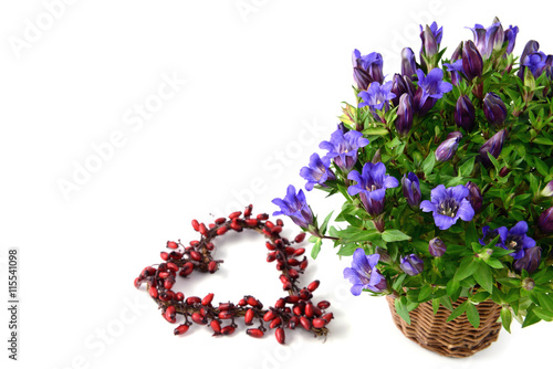 blue gentian on white isolated background photo