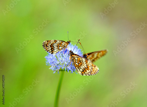  three butterflies sitting on a blue flower 