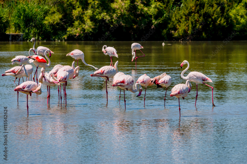 Les flamants roses de Camargue Les flamants roses de Camargue