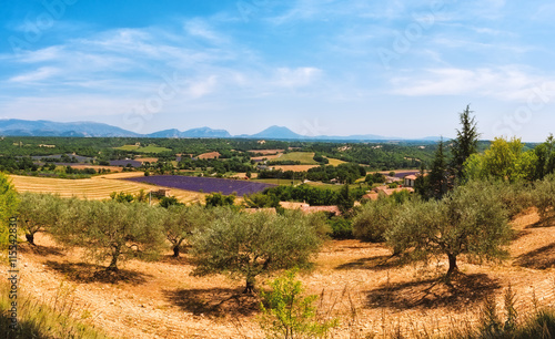 Olive garden and lavender fields in Provence, France - rural landscape