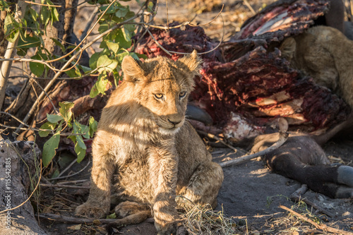 Lion cub sitting next to a Buffalo carcass. © simoneemanphoto