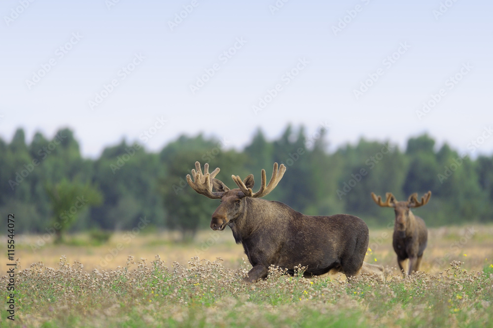 Sweden, Oland, View of moose Sweden, Oland, View of moose