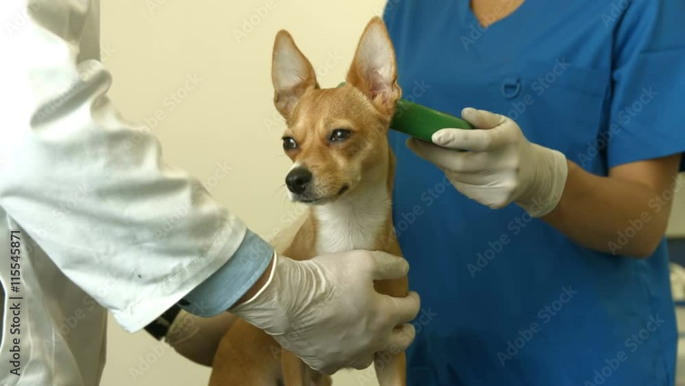 Vet and nurse examining little dog Vet and nurse examining little dog