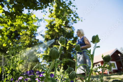 Sweden, Uppland, Runmaro, Woman watering poppies photo