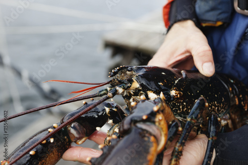 Sweden, Bohuslan, Orust, Mid adult man holding lobster