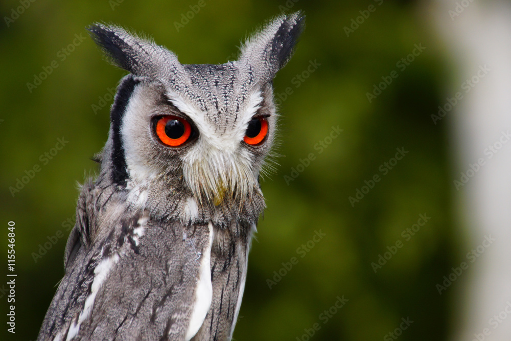 Obraz premium Hibou Petit-duc à face blanche