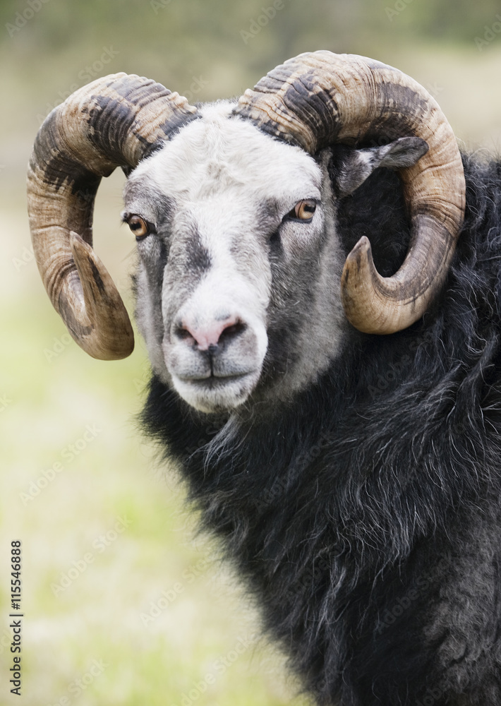 Sweden, Gotland, Faro, Portrait of ram Sweden, Gotland, Faro, Portrait of ram