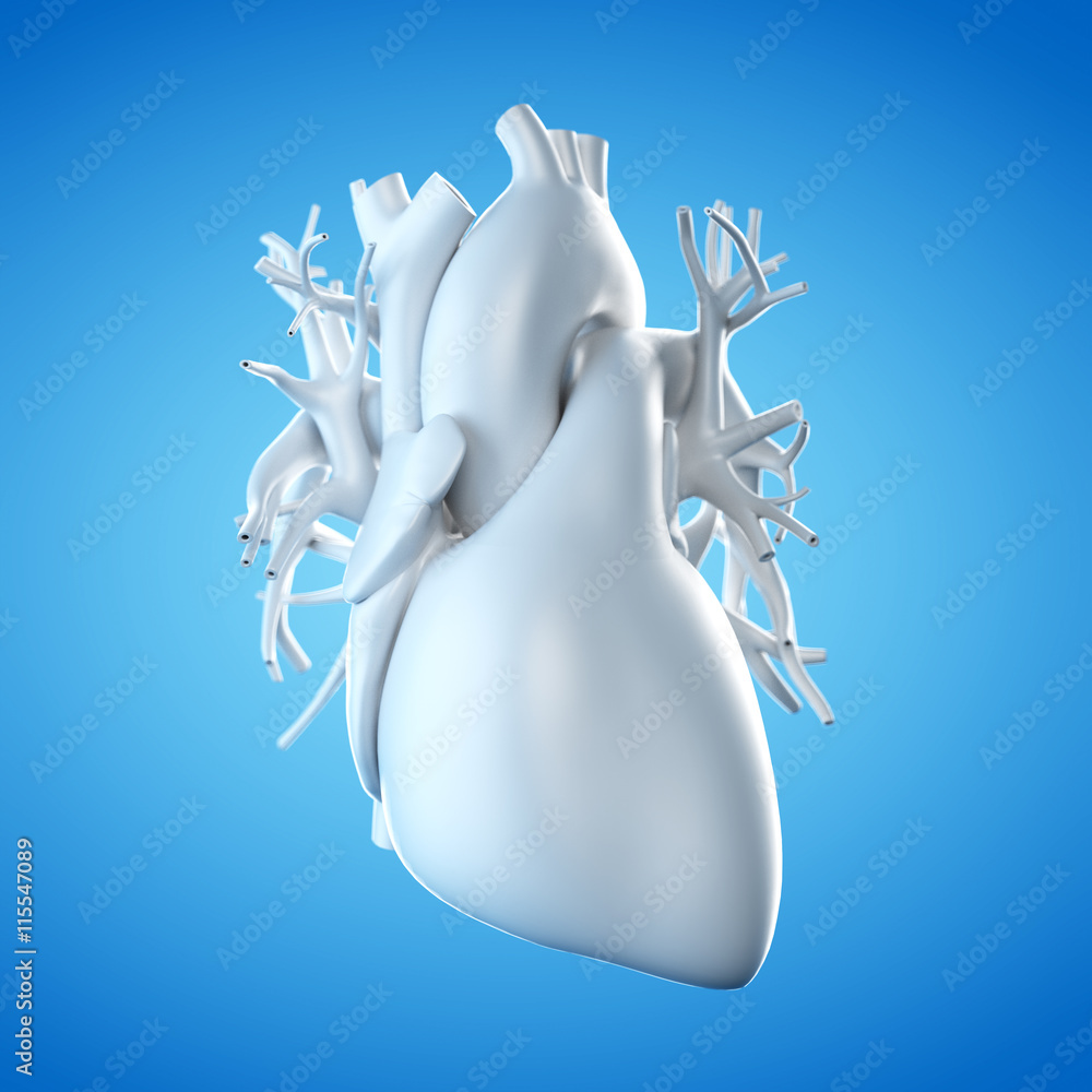 3d rendered illustration of the human heart - obrazy, fototapety, plakaty 
