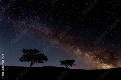 Milky way over the trees