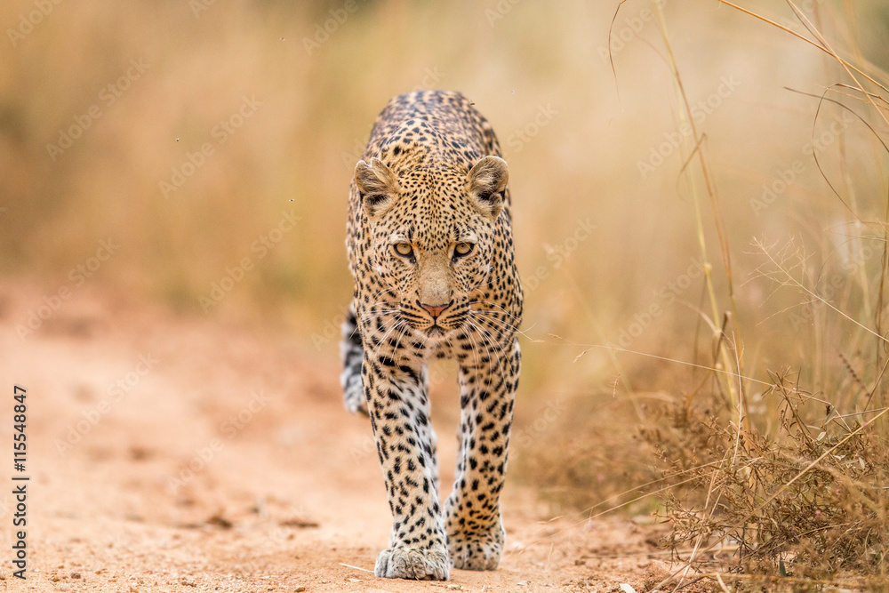 Fototapeta premium Leopard walking towards the camera.