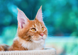 Portrait of domestic red Maine Coon kitten, 5 months old. Cat posing on green outdoor background. Close up.
