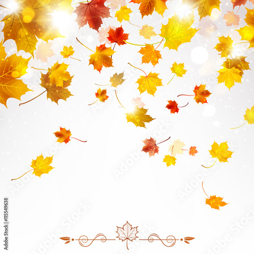 Autumn Falling Maple Leaves