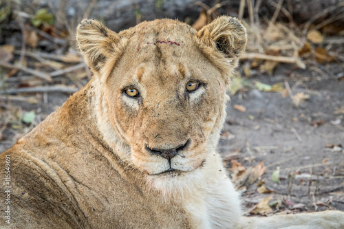 Lioness starring in the Kruger National Park.