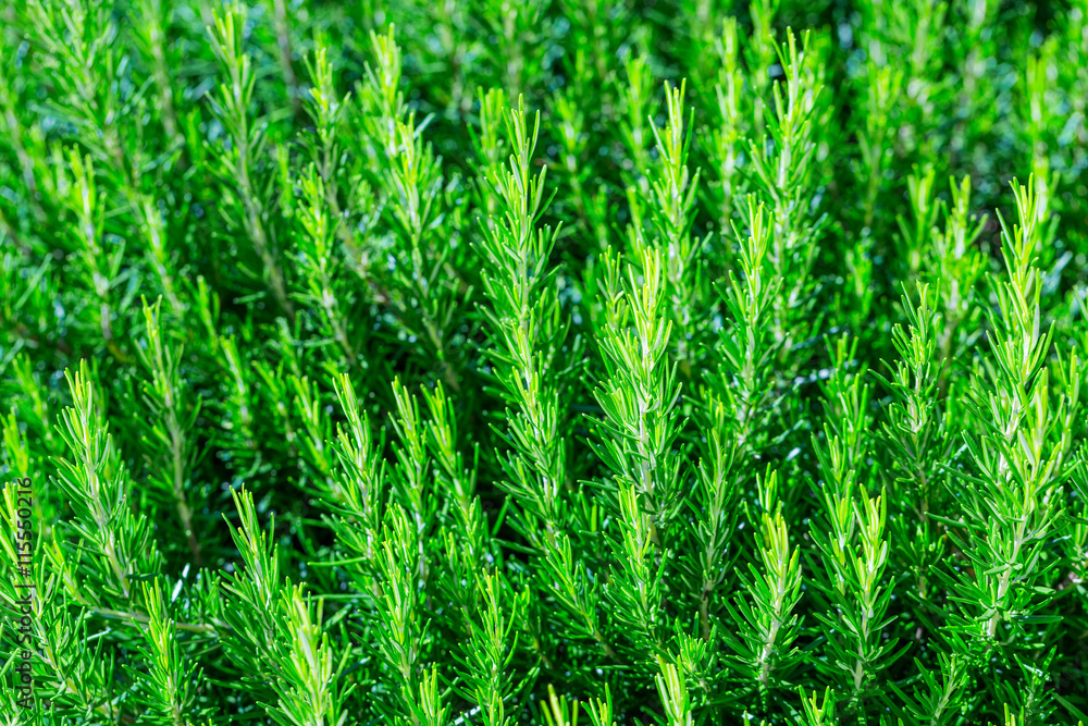 Fresh Rosemary Herb bush grow outdoor. Rosemary leaves Close-up. Fresh Rosemary Herb bush grow outdoor. Rosemary leaves Close-up.