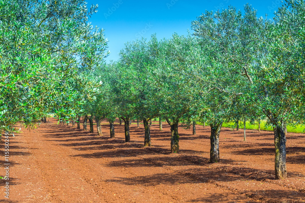 Mediterranean summer landscape. Olive tree plantation. Tradition Mediterranean summer landscape. Olive tree plantation. Tradition