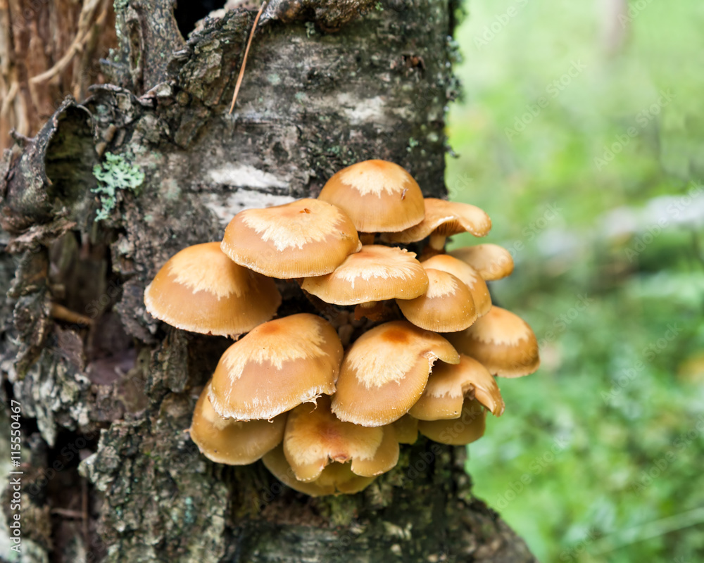Honey agaric (Kuehneromyces mutabilis) Honey agaric (Kuehneromyces mutabilis)