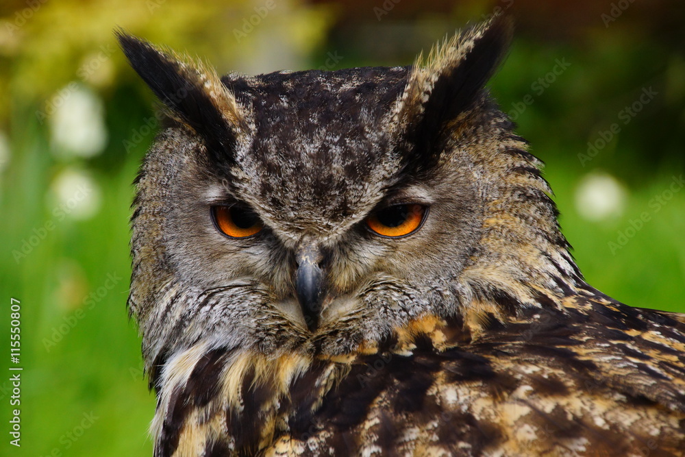 Fototapeta premium Hibou Grand-duc le regard perçant ...