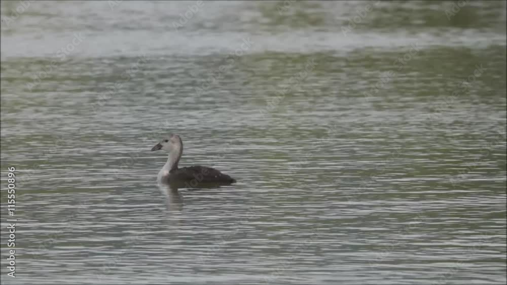 Grebes in lake near Usti nad Labem city Grebes in lake near Usti nad Labem city
