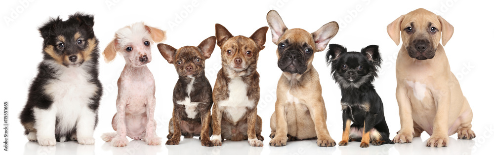 Group of puppies on white