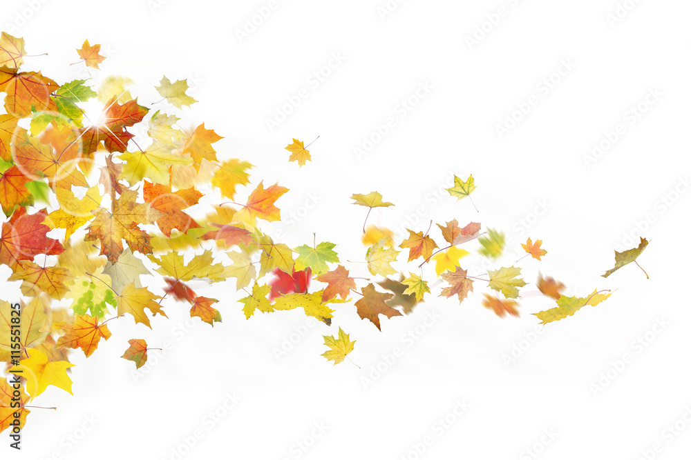 Autumn maple leaves falling down on white background.