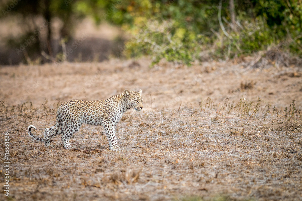 Fototapeta premium Baby Leopard walking in the grass
