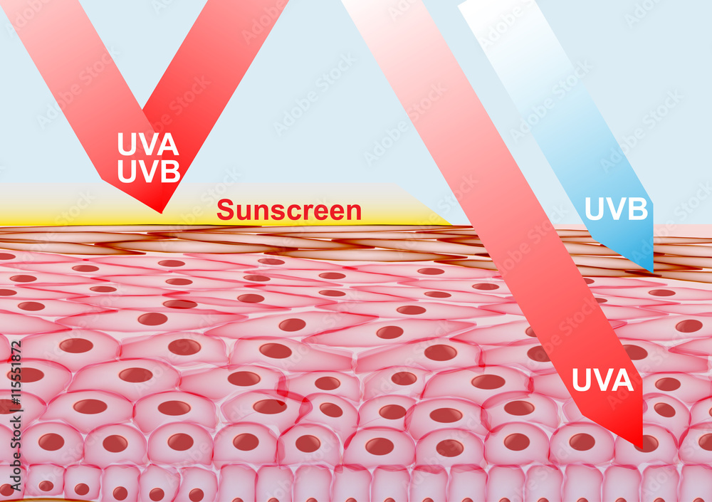 Sunscreen Lotion on Skin Protection from UVA , UVB rays - Vector ...