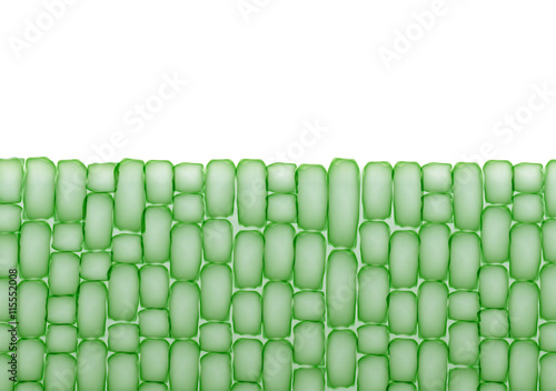 Plant Cells,Tissue Pattern on White Background - Vector Illustration