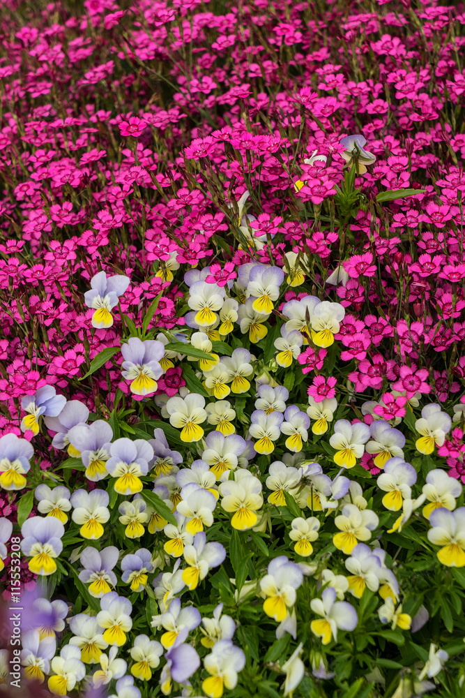 Obraz premium Pansies and dianthus in the summer garden