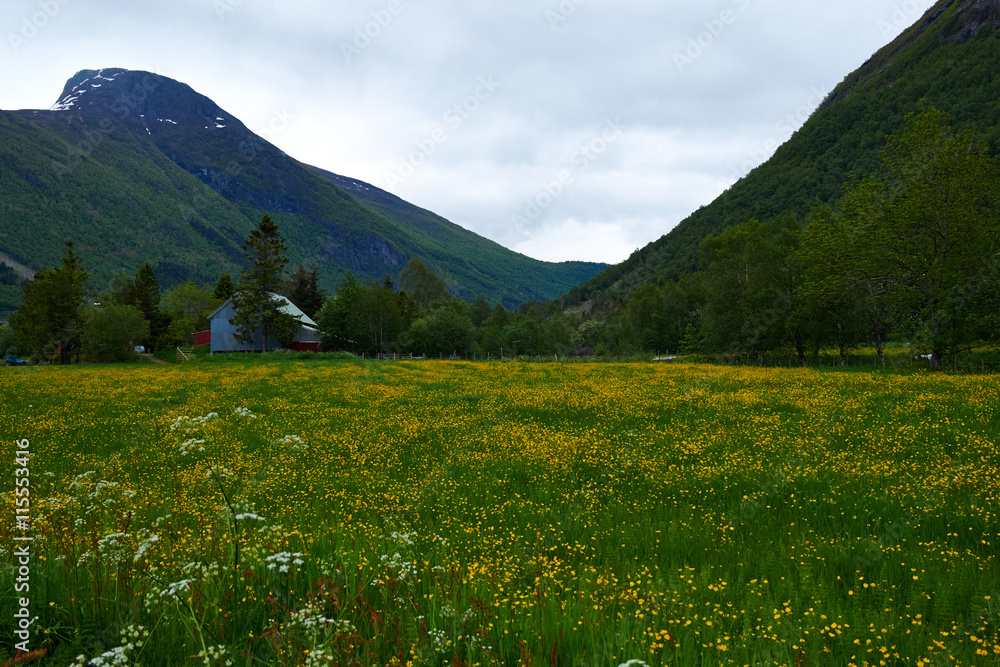 norwegian meadow