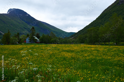norwegian meadow