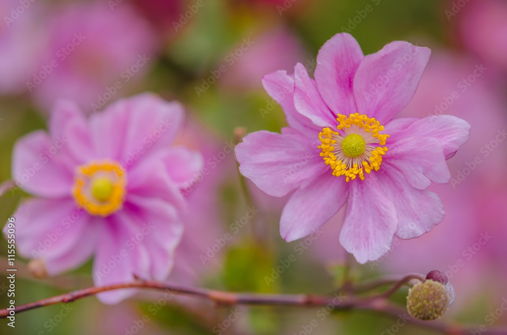 Fototapeta premium Herbst-Anemonen, Nahaufnahme
