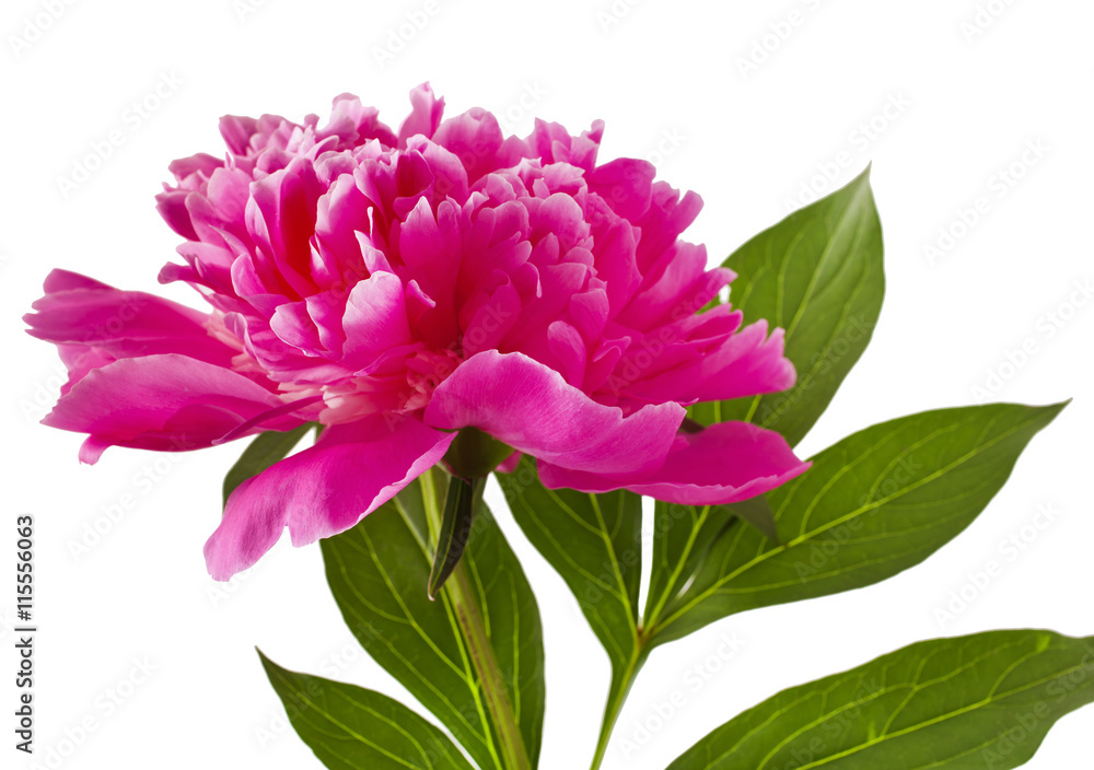 Pink peony flower (Paeonia lactiflora) on a white background