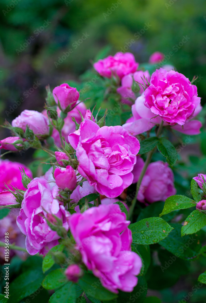 pink roses in garden - obrazy, fototapety, plakaty 