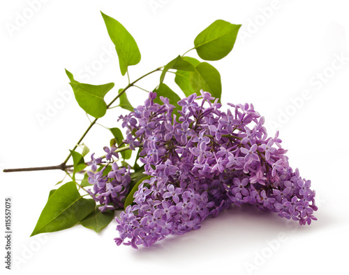 Lilac flower isolated on white background.  Syringa vulgaris  